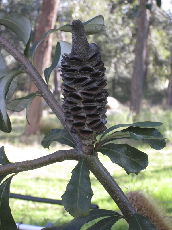 Creation of bud, flower, seed pods.: Step 3